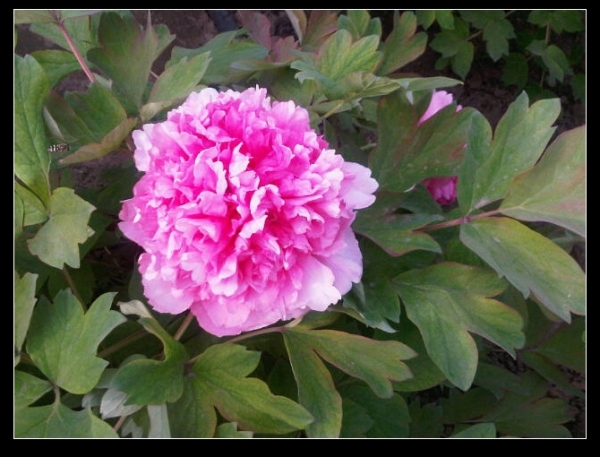 IMG01050-20120429-1719.jpg