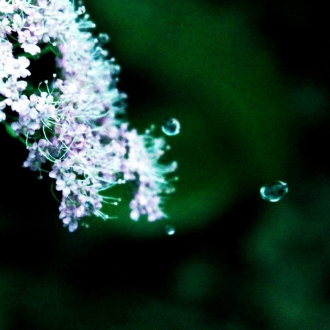 diana photo 12.jpg