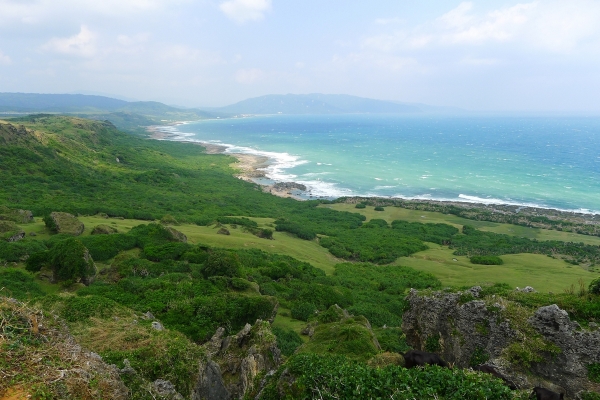 海边崖上的龙磐草原