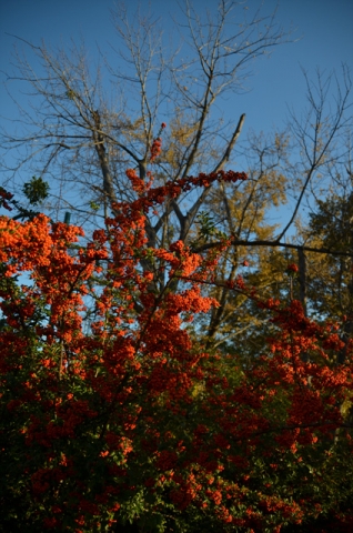 DSC_0012.jpg