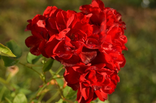 DSC_0015.jpg
