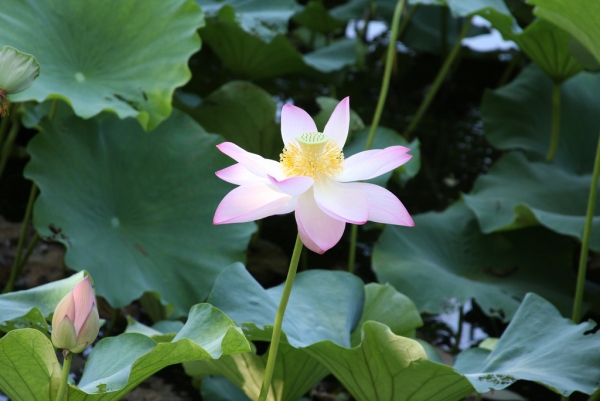 lotus08.jpg