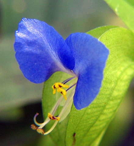 Commelina.jpg