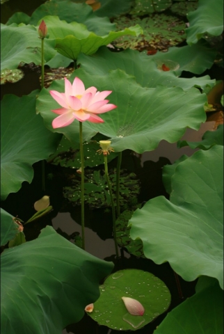荷花.jpg