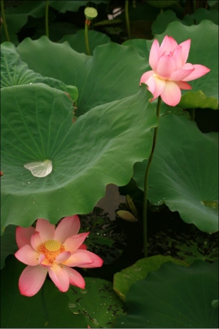 荷花2.jpg