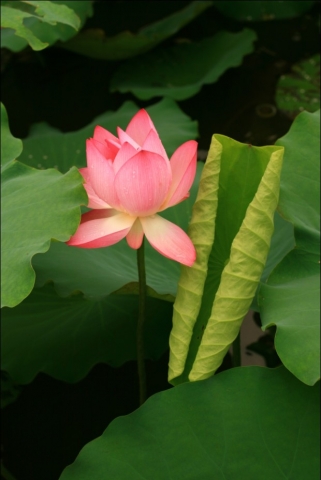 荷花4.jpg