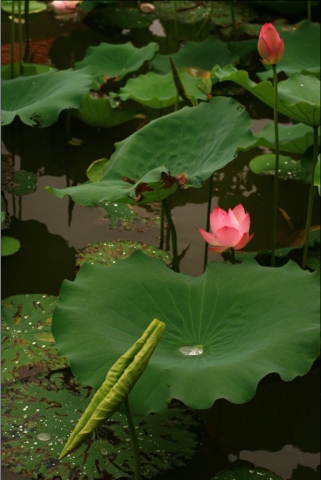 荷花5.jpg