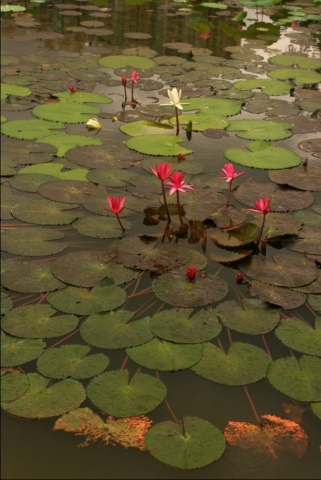 荷花6.jpg